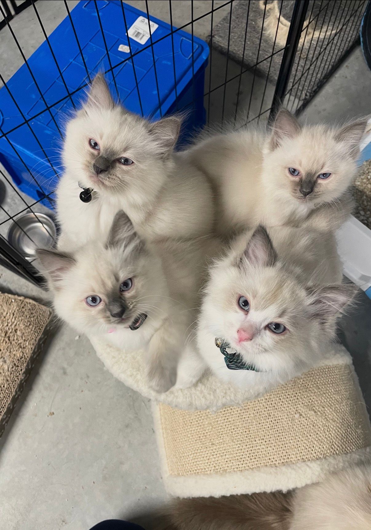 A Ragdoll kitten from Purrfect Match Co.