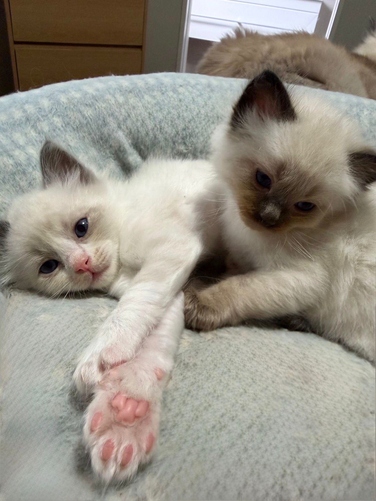 A Ragdoll kitten from Purrfect Match Co.