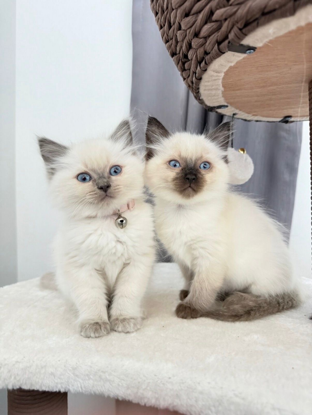 A Ragdoll kitten from Purrfect Match Co.
