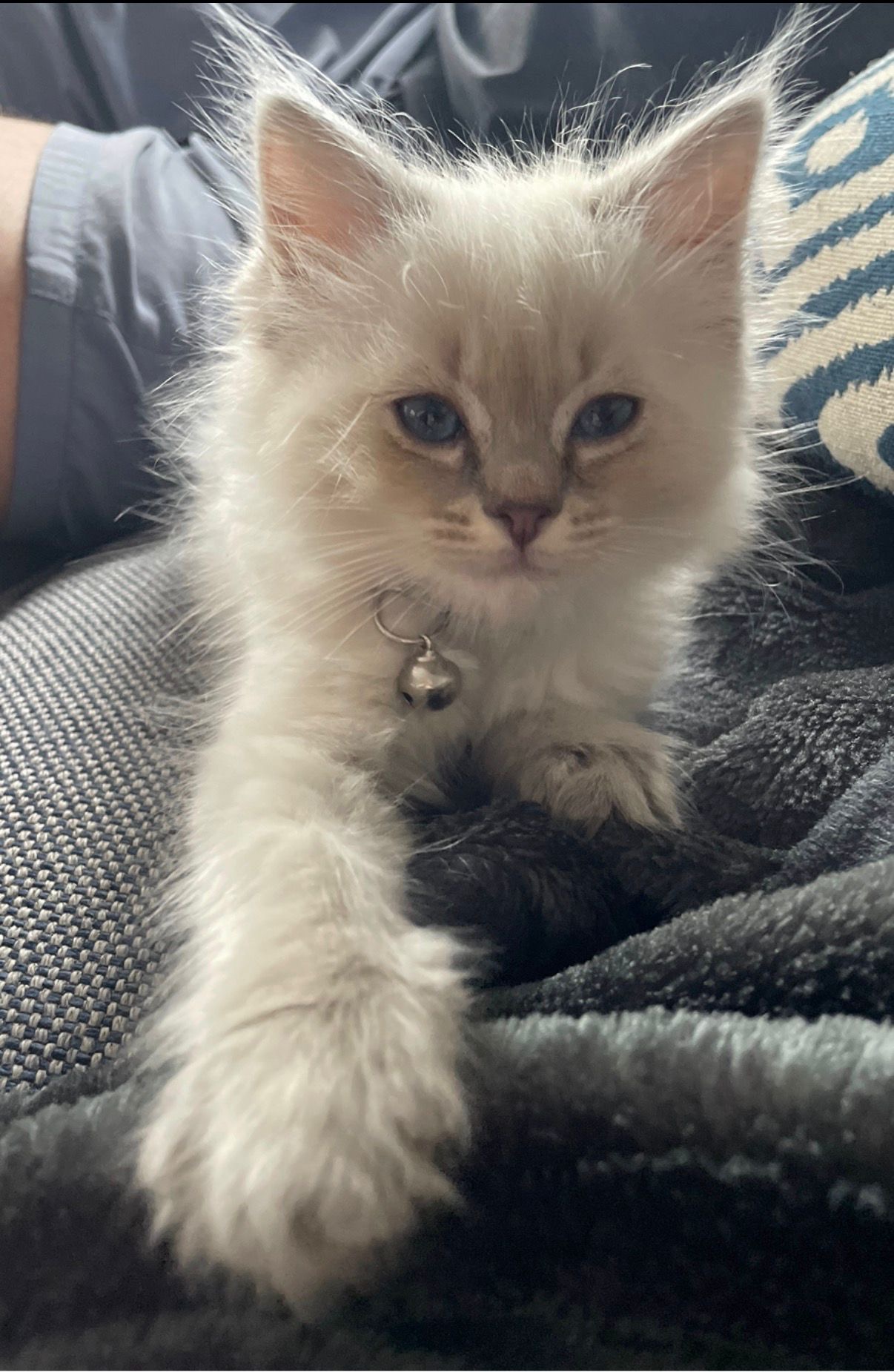A Ragdoll kitten from Purrfect Match Co.