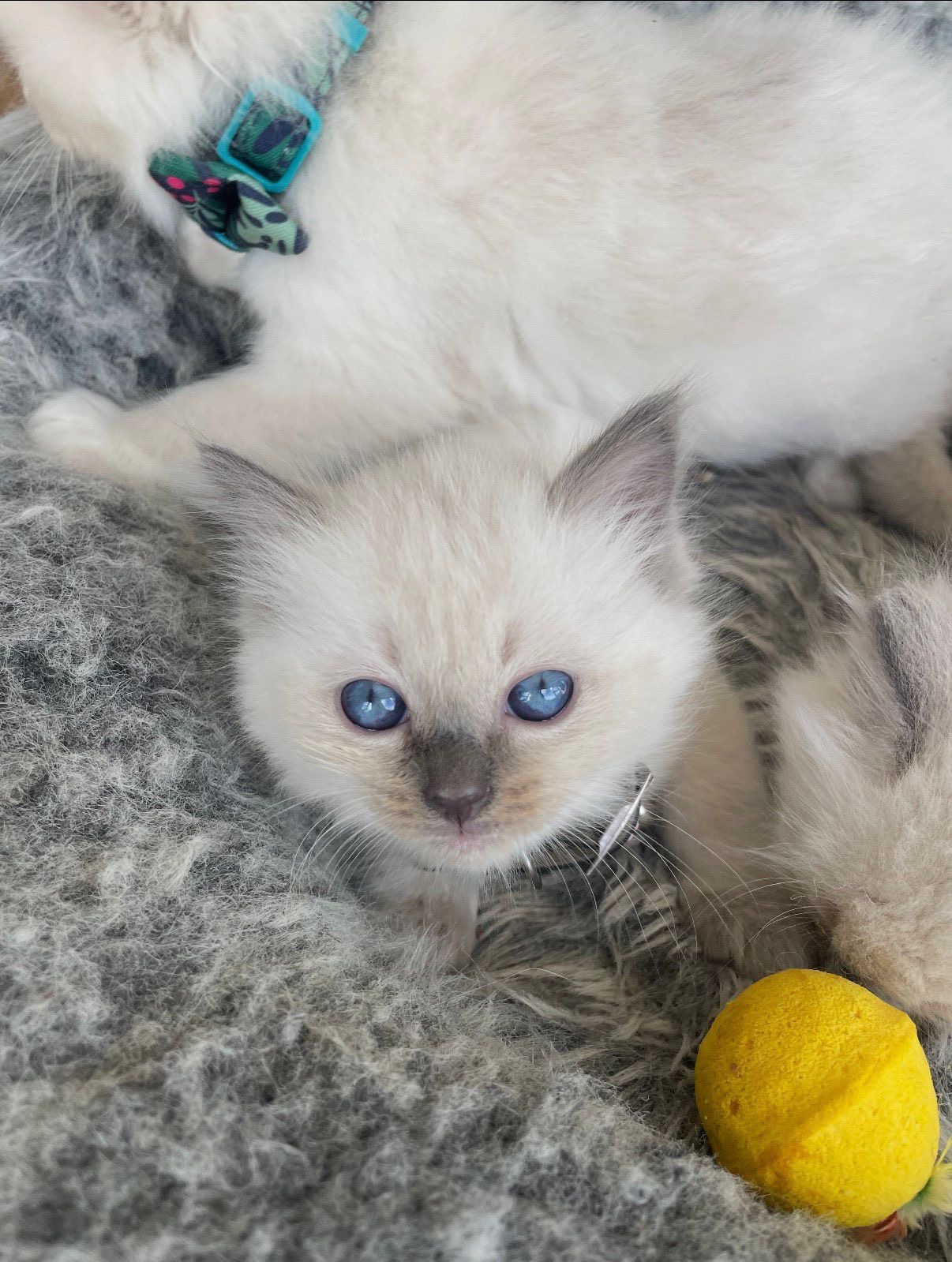 A Ragdoll kitten from Purrfect Match Co.