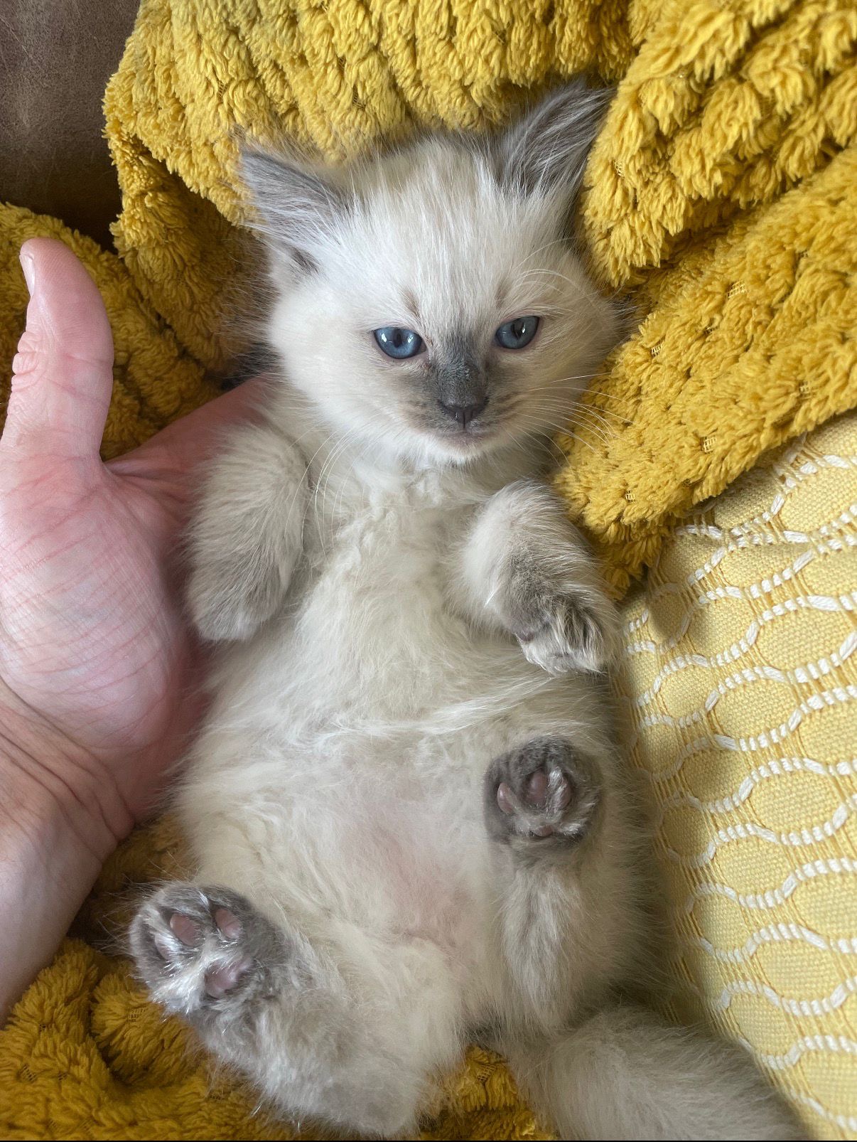 A Ragdoll kitten from Purrfect Match Co.