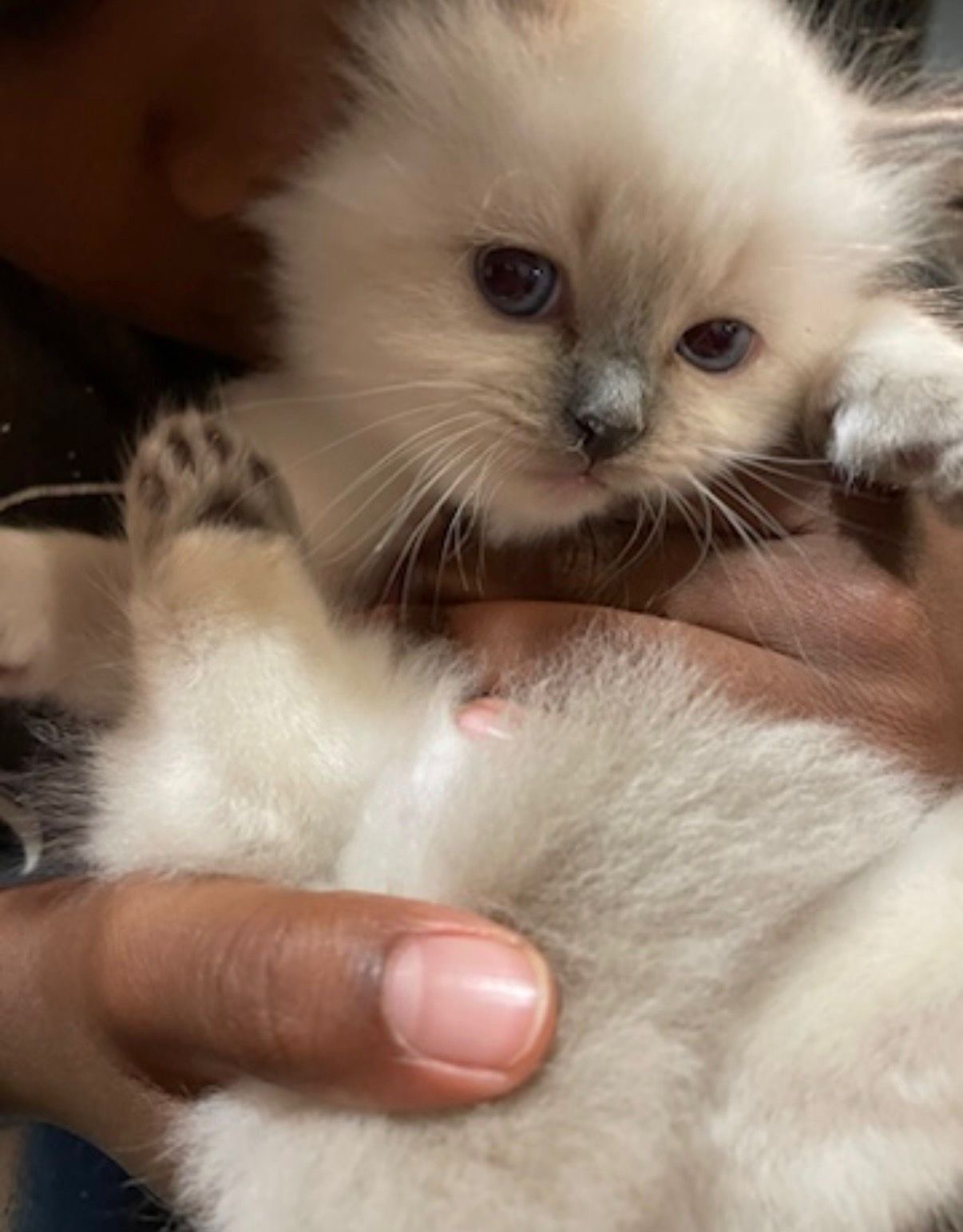 A Ragdoll kitten from Purrfect Match Co.