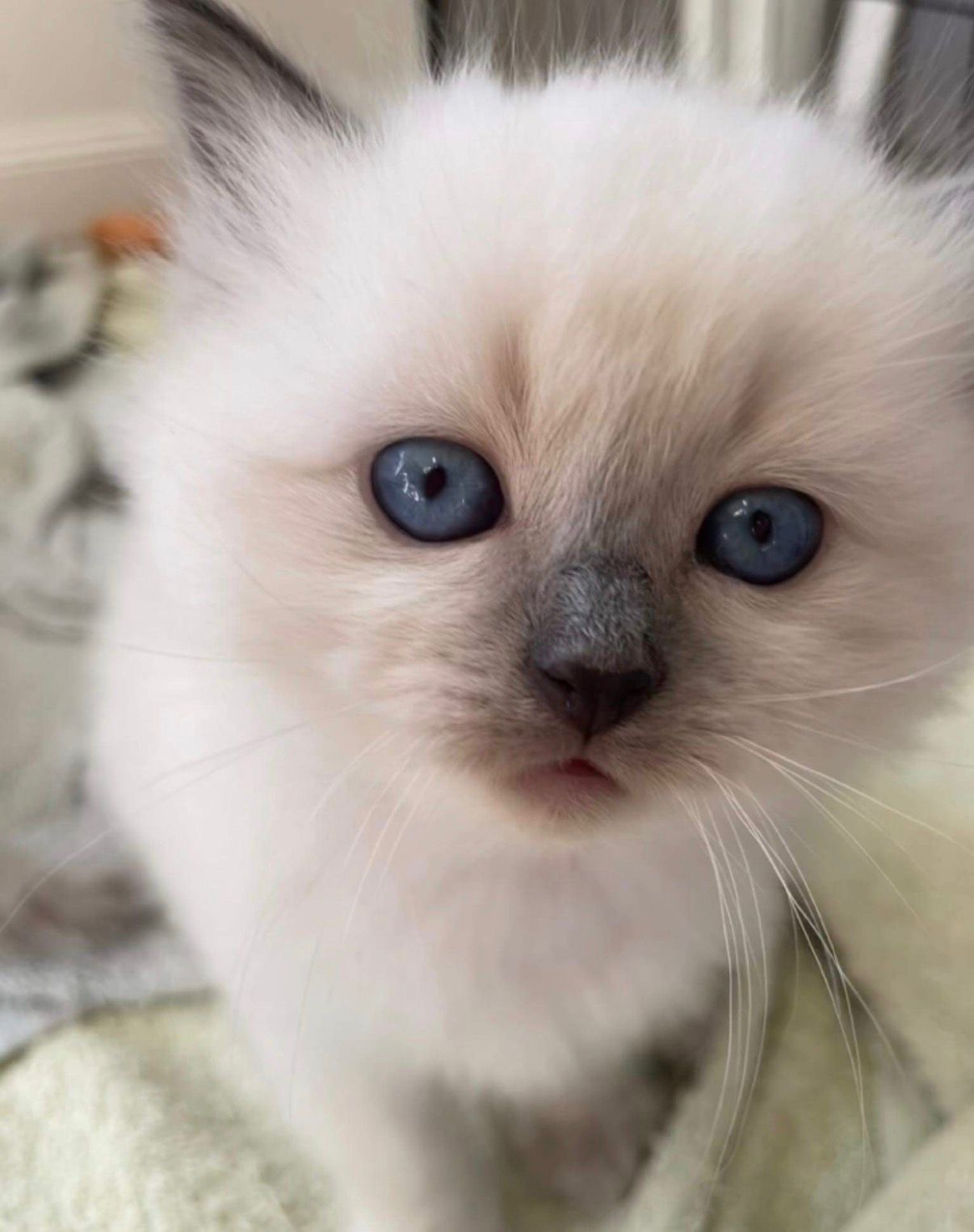 A Ragdoll kitten from Purrfect Match Co.