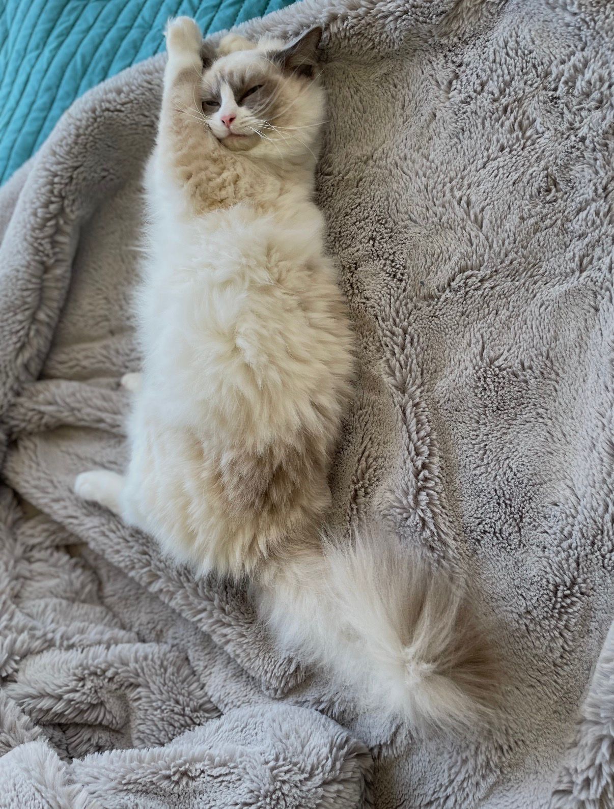 A Ragdoll kitten from Purrfect Match Co.