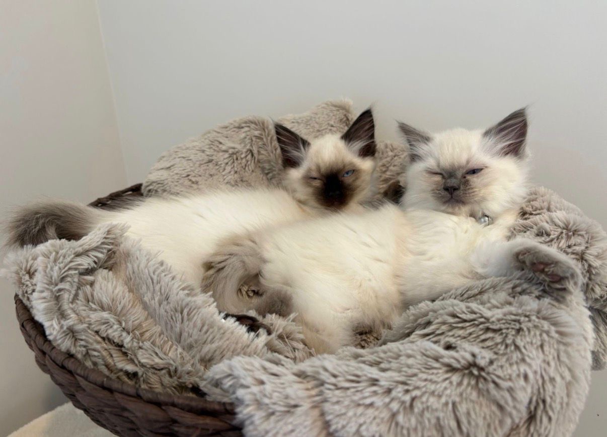 A Ragdoll kitten from Purrfect Match Co.