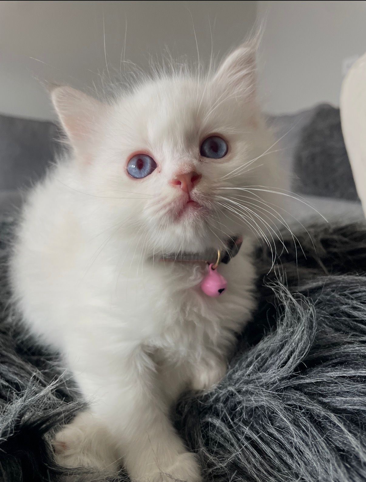 A Ragdoll kitten from Purrfect Match Co.