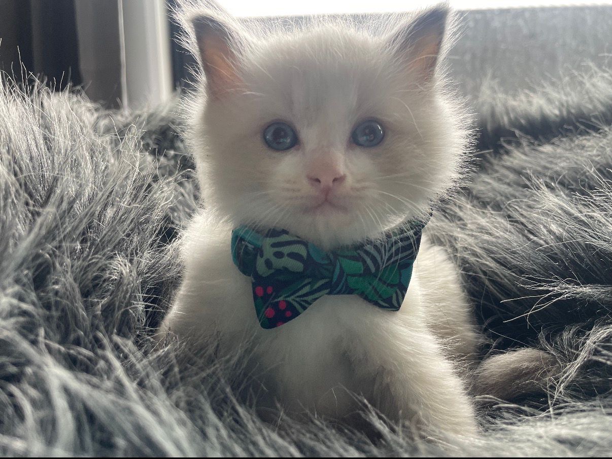 A Ragdoll kitten from Purrfect Match Co.