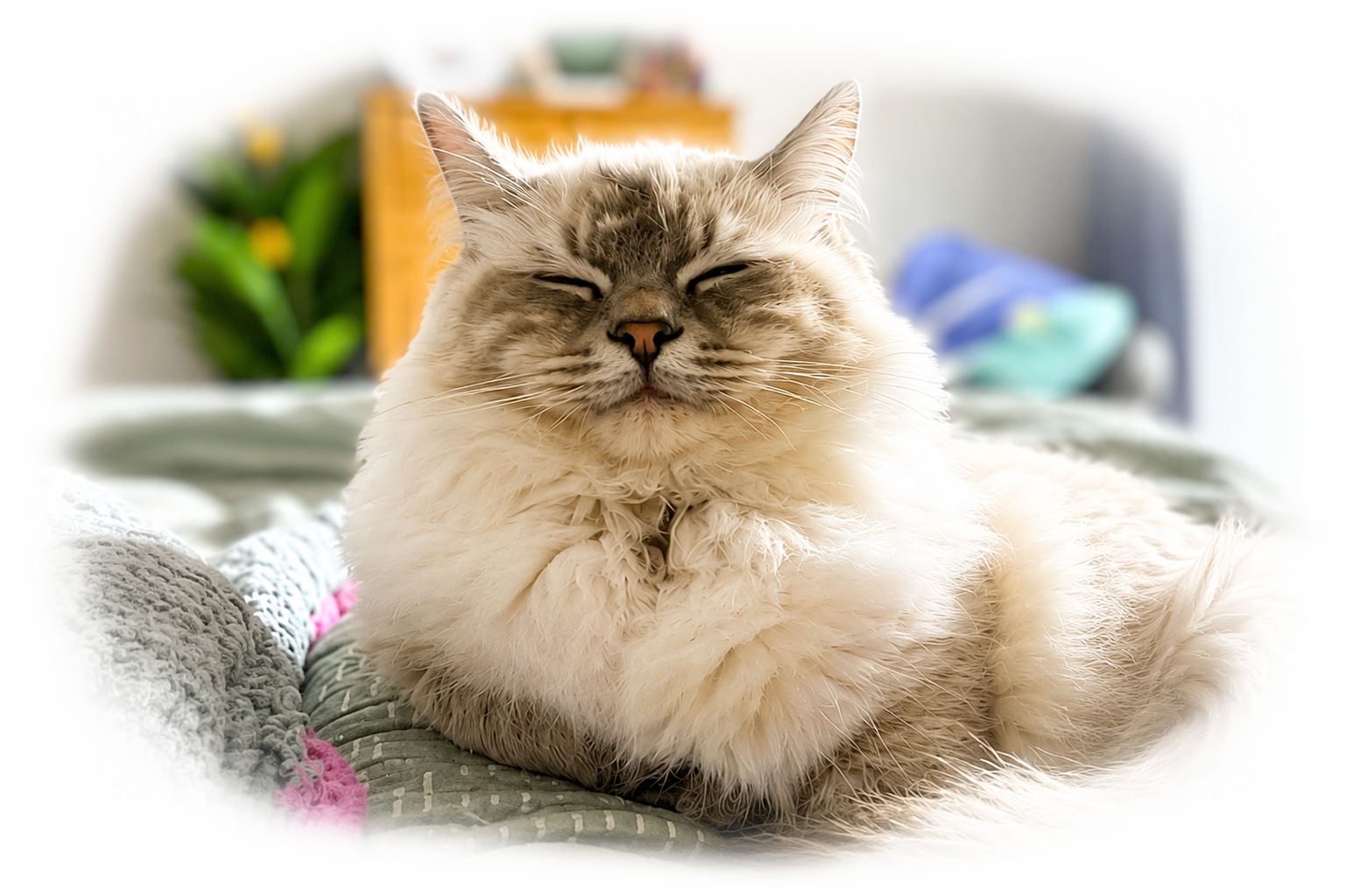 Ragdoll cat on a soft blanket