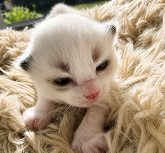 Daisy, a Ragdoll kitten
