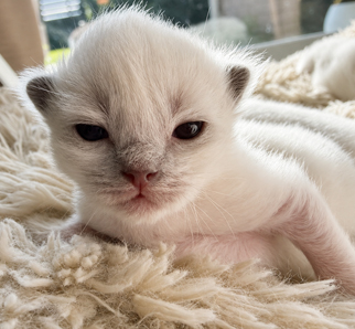 Leo, a Ragdoll kitten