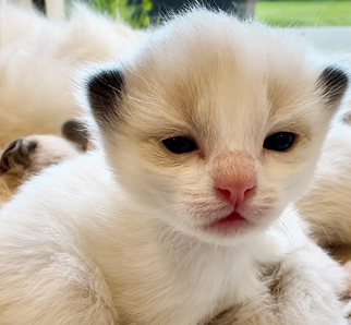 Luna, a Ragdoll kitten